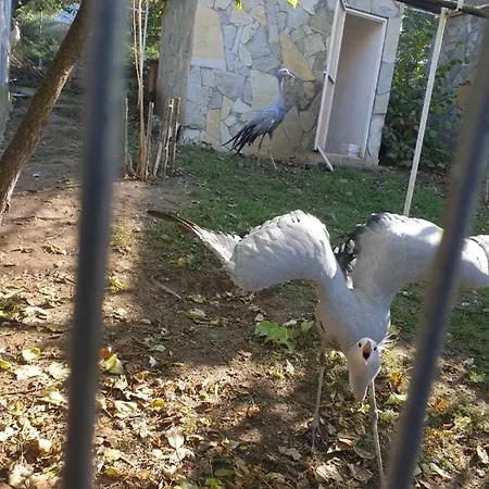 Hotel Zoo Misic Prenociste