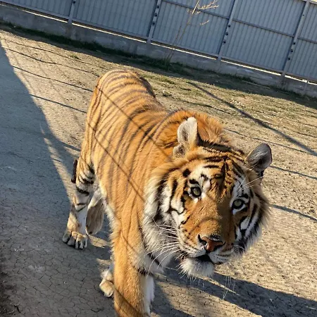 Zoo Misic Prenociste Hotel