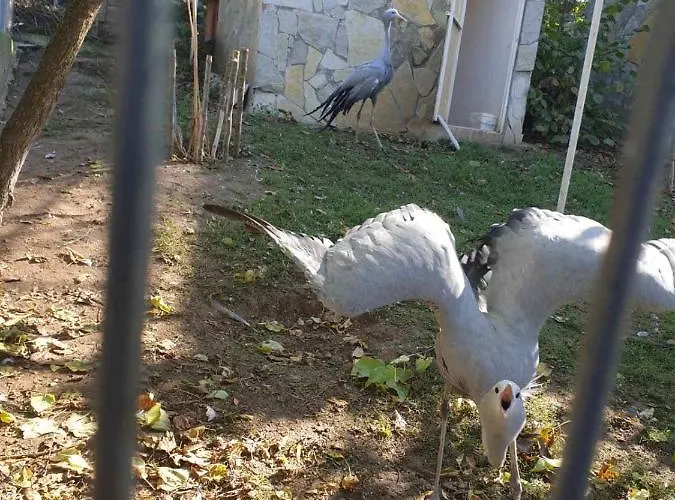 Hotel Zoo Misic Prenociste